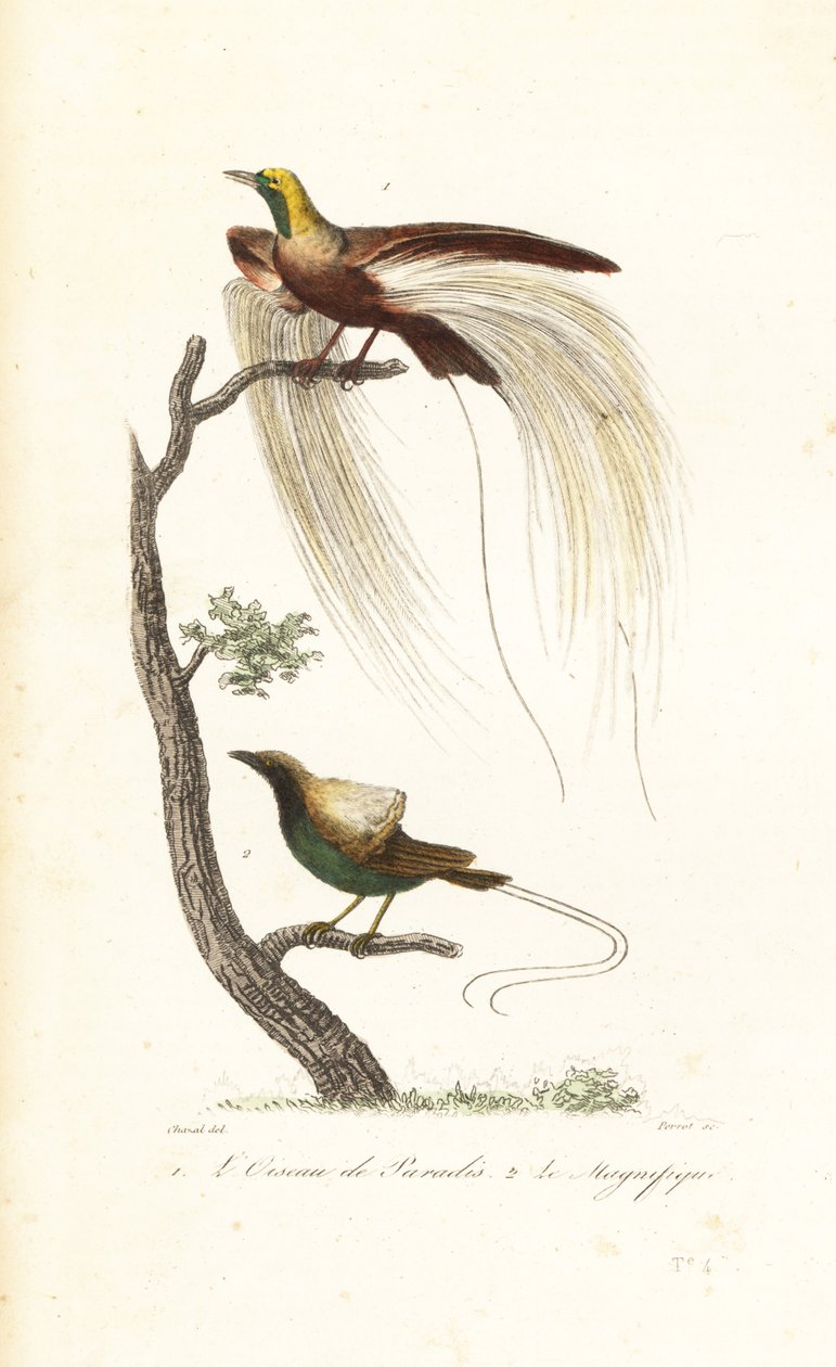 Grand oiseau de paradis et magnifique oiseau de paradis - Antoine (after) Chazal