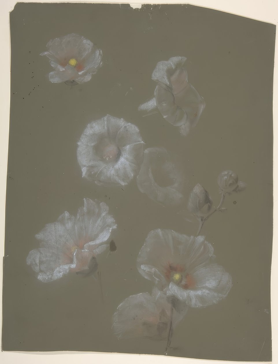 Rose trémière blanche - Antoine Berjon