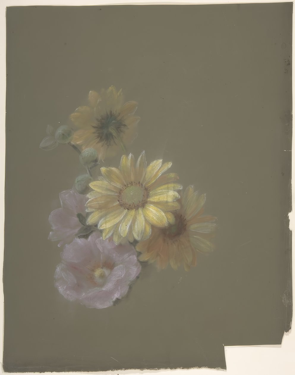 Marguerites jaunes et églantine rose - Antoine Berjon