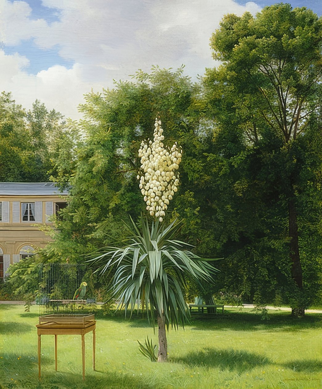 Un palmier yucca dans le parc de Neuilly - Antoine Chazal