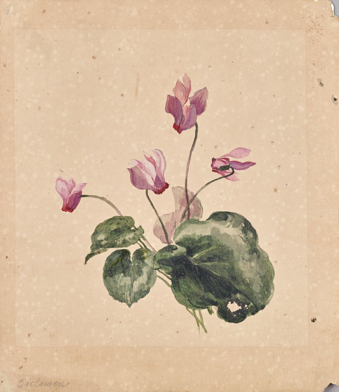 Cyclamen - Anton Hartinger