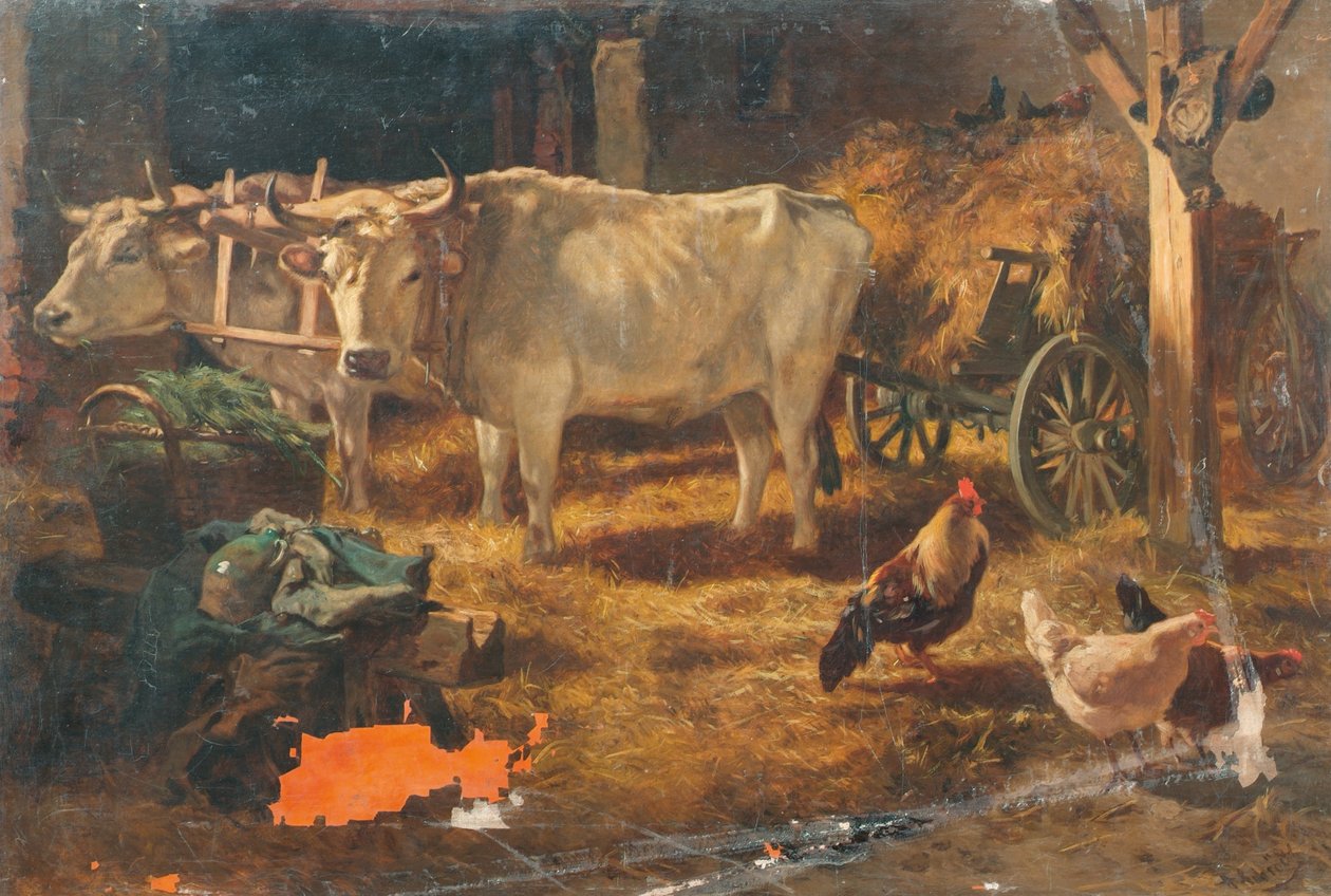 Bœufs dans l