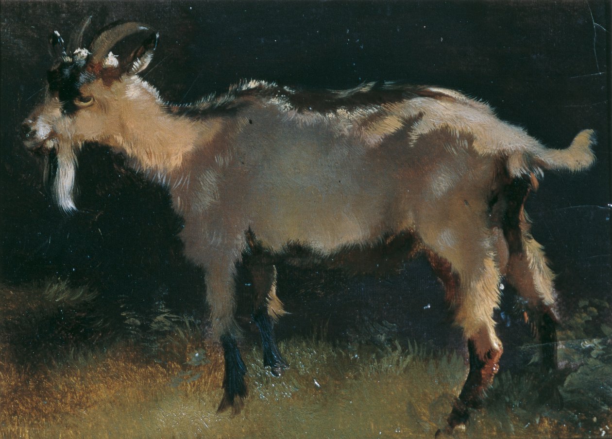 Chèvre - Anton Schrodl