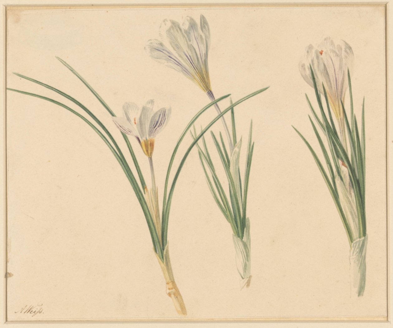 Trois études de crocus - Anton Weiss