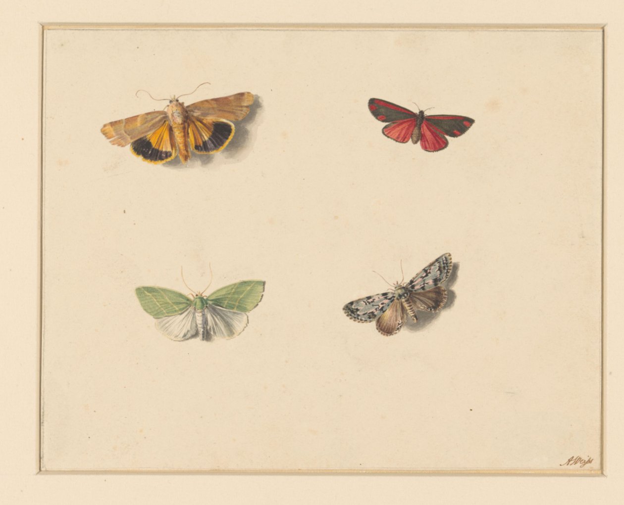 Quatre papillons - Anton Weiss