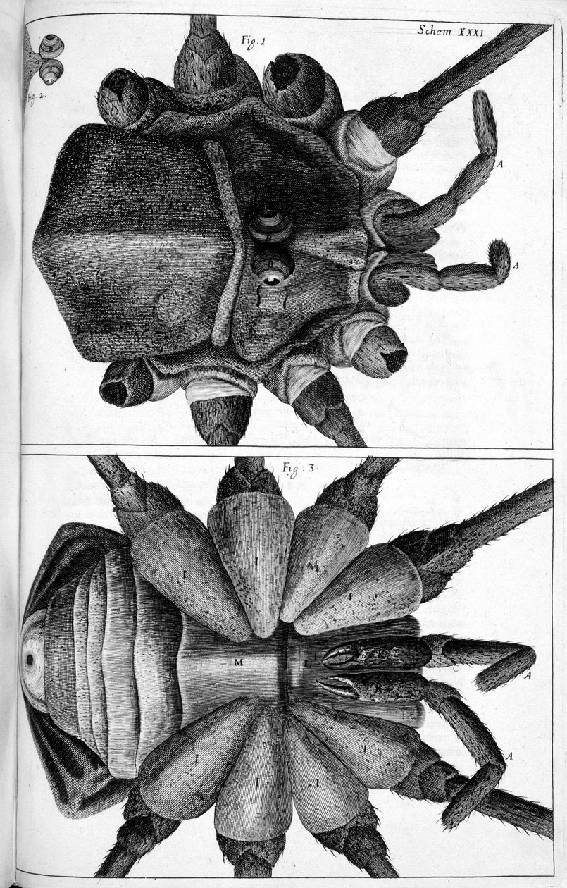 Microscopie - Frederick (attr. to) Barnard