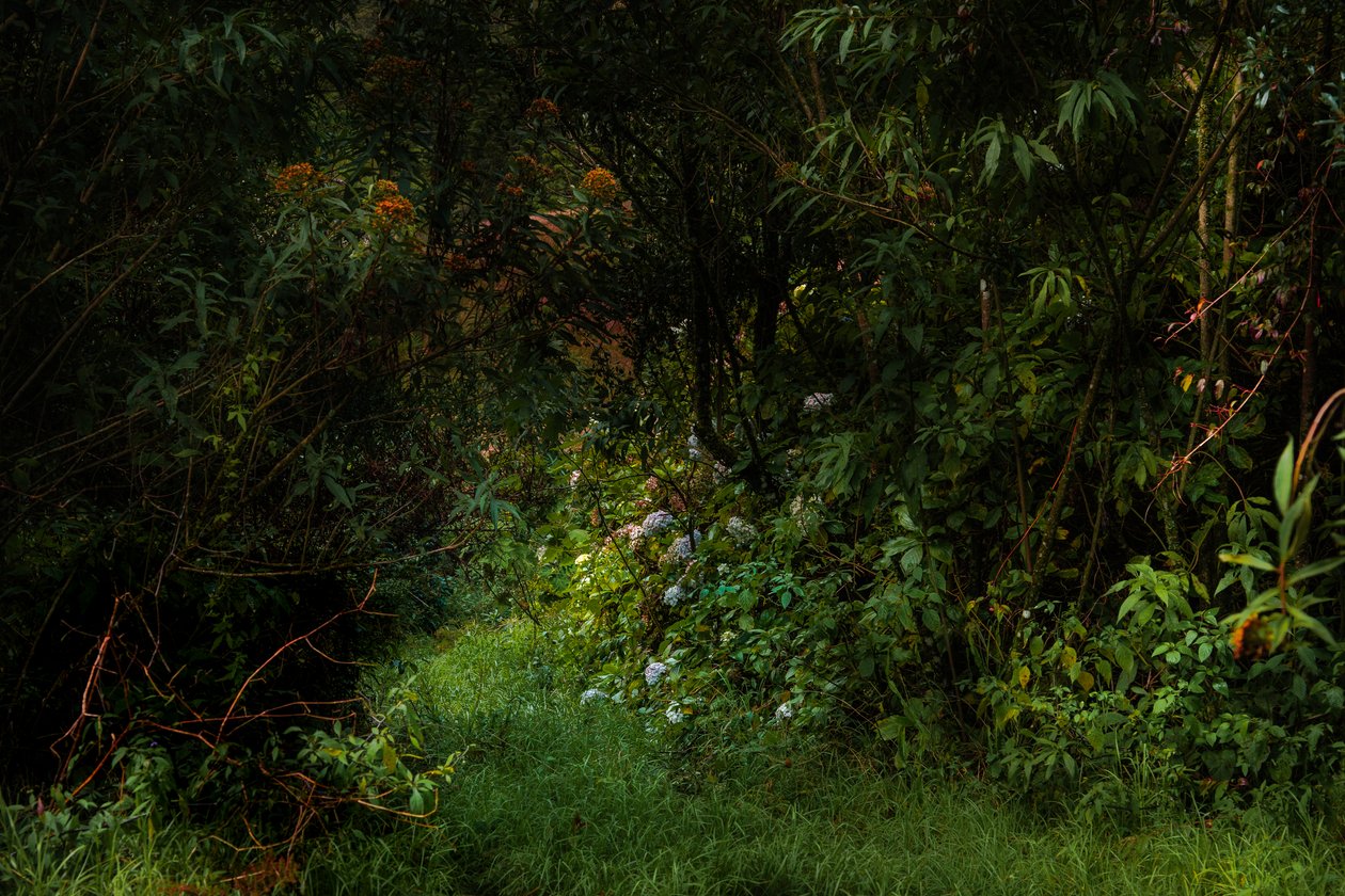 Sentiers, 2015 - Antonio Schubert