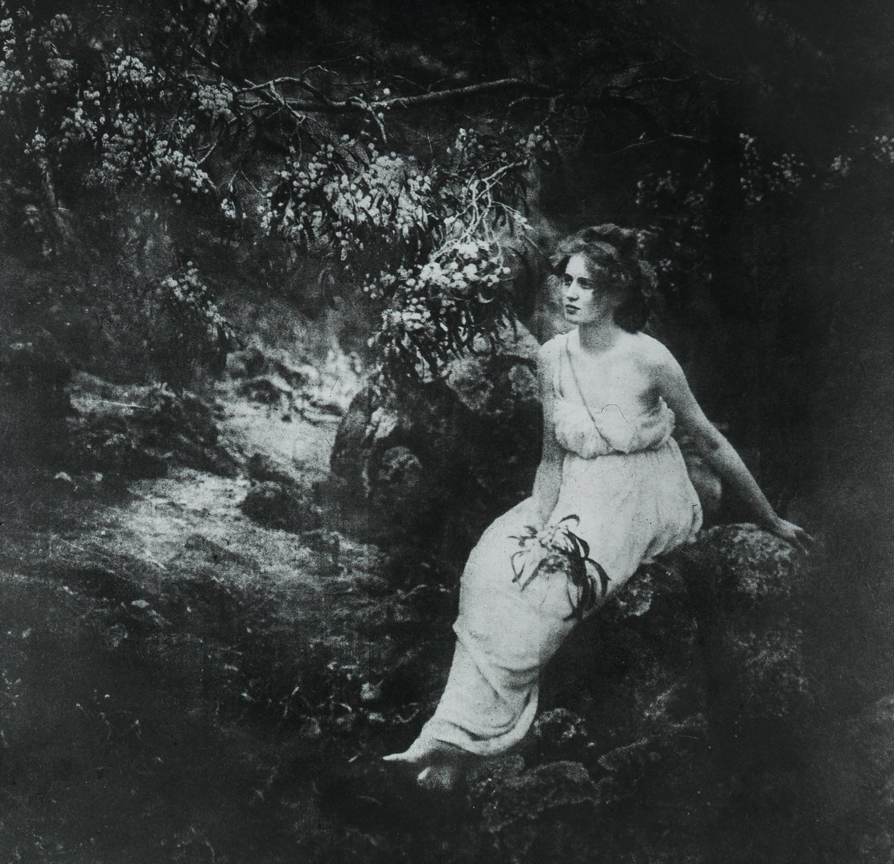 Wattle côtier, Acacia longifolia - Archibald James Campbell