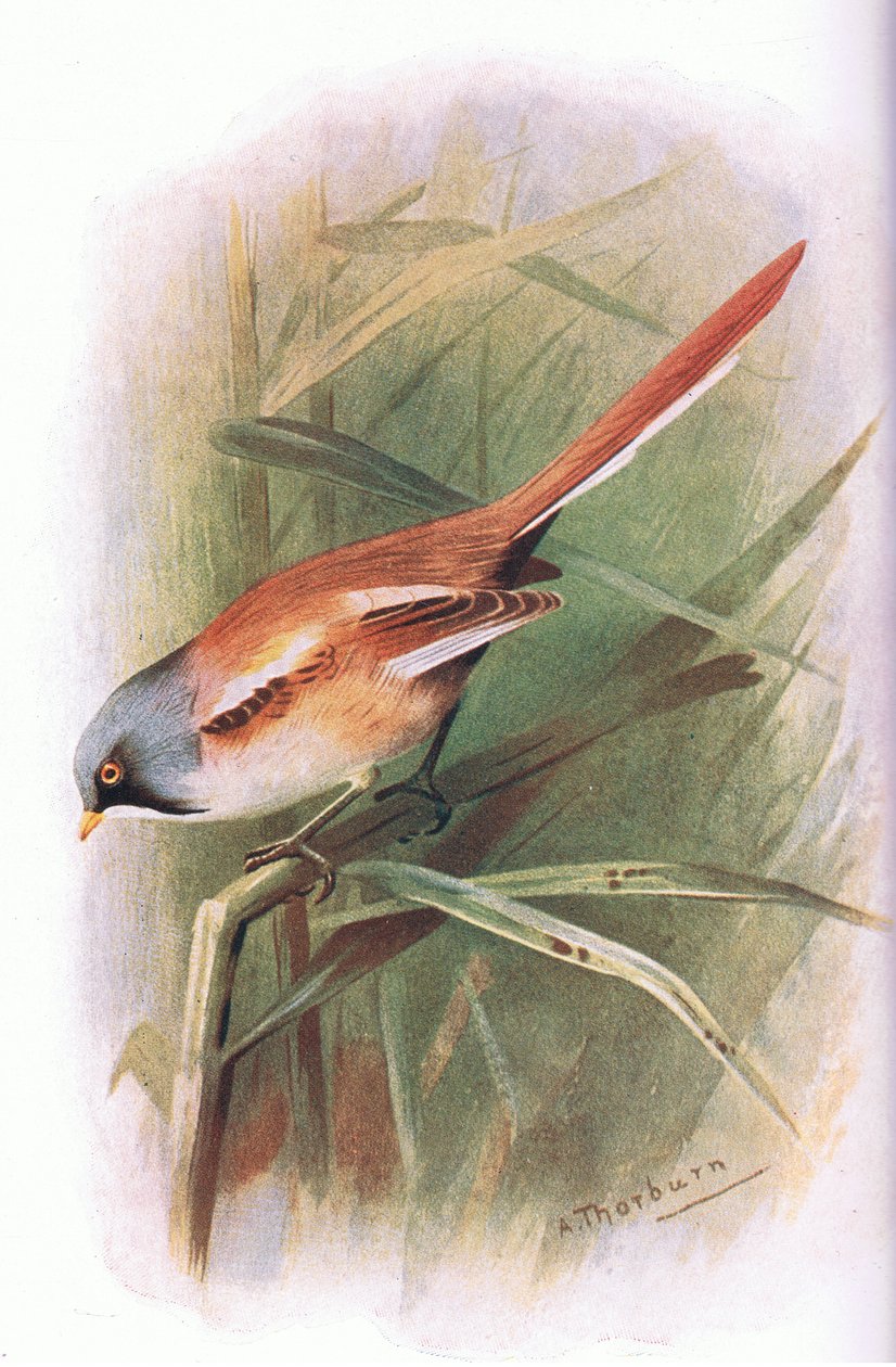 Mésange à moustaches, de Oiseaux britanniques publié par Longmans, 1932 - Archibald Thorburn