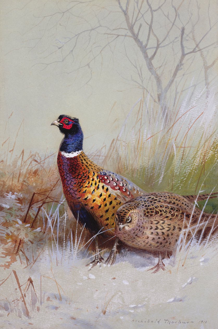 Faisans à collier chinois dans la neige, 1910 - Archibald Thorburn