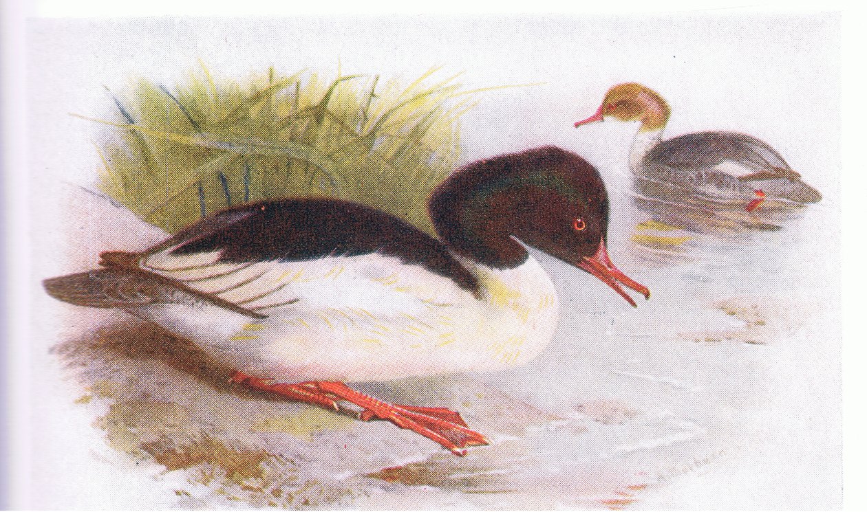 Harle Bièvre - Archibald Thorburn