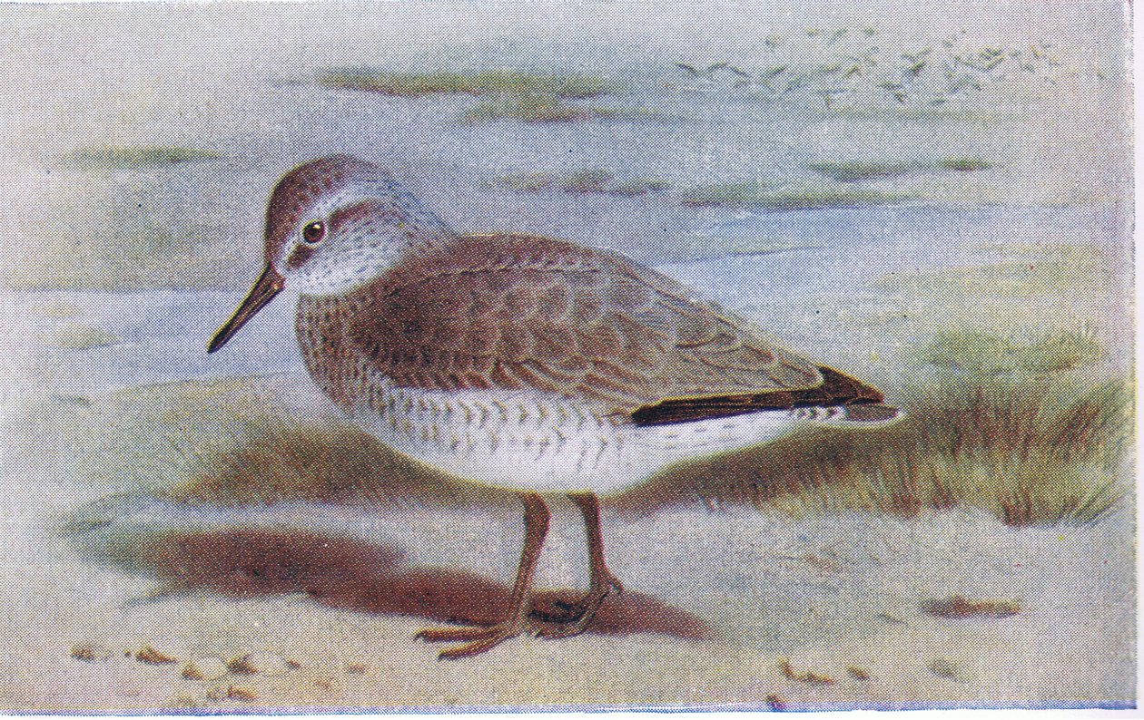 Bécasseau maubèche, tiré de Birds of the British Isles and Their Eggs publié par Frederick Warne & Co Ltd, 1958 - Archibald Thorburn