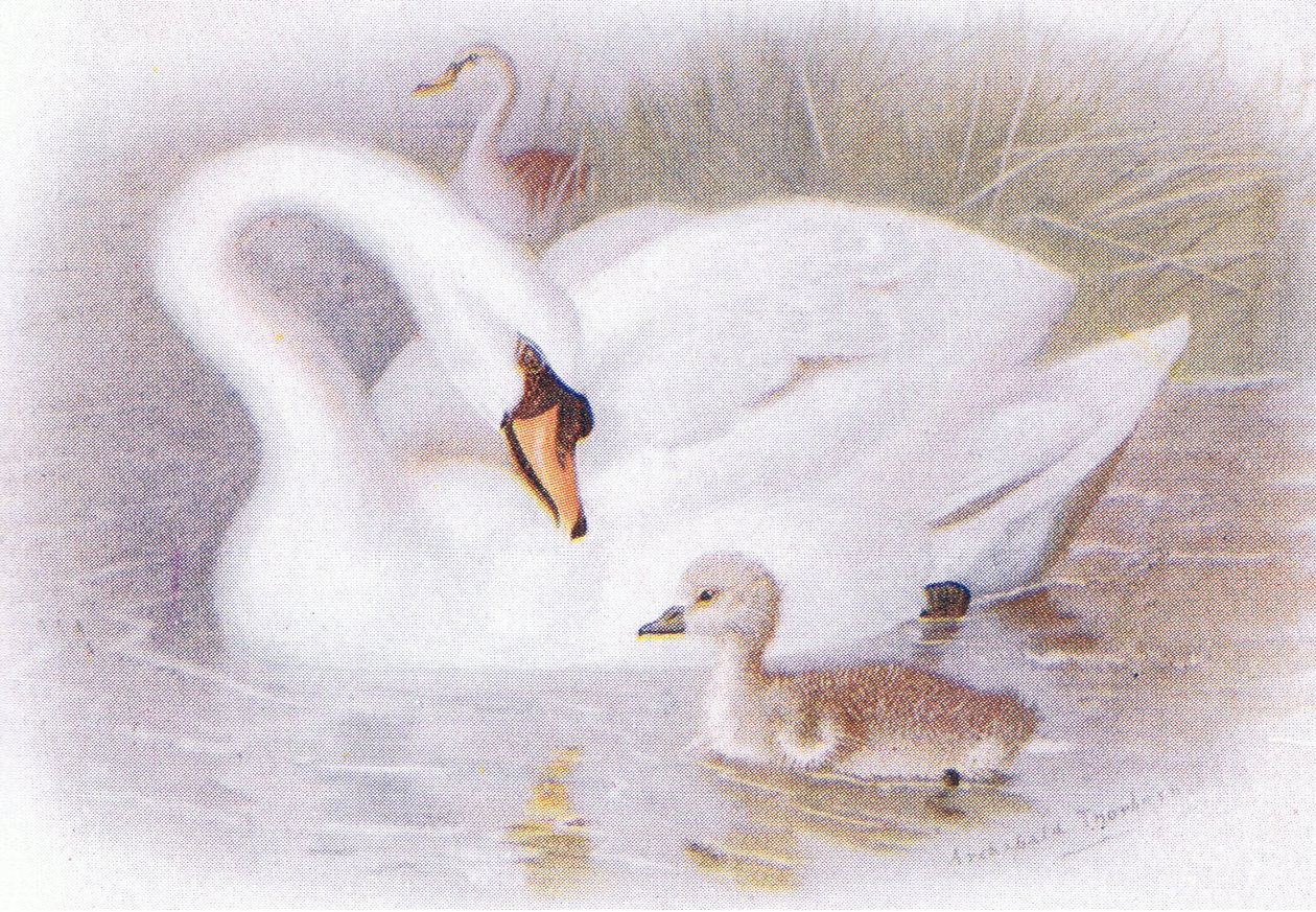 Cygne muet - Archibald Thorburn