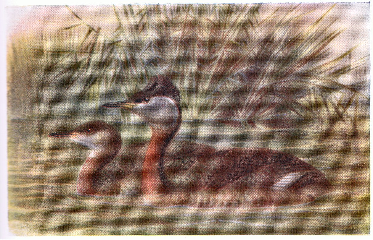 Grèbe jougris - Archibald Thorburn