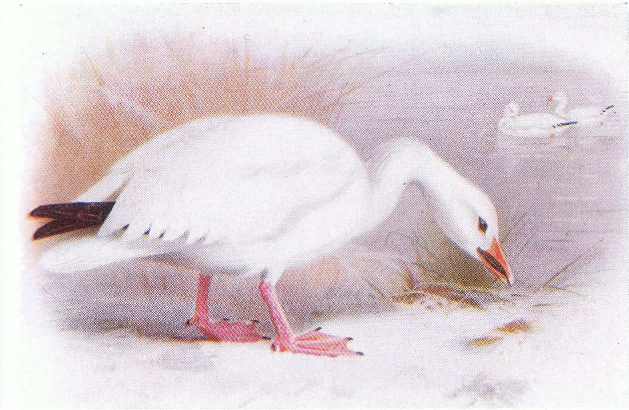 Oie des neiges - Archibald Thorburn