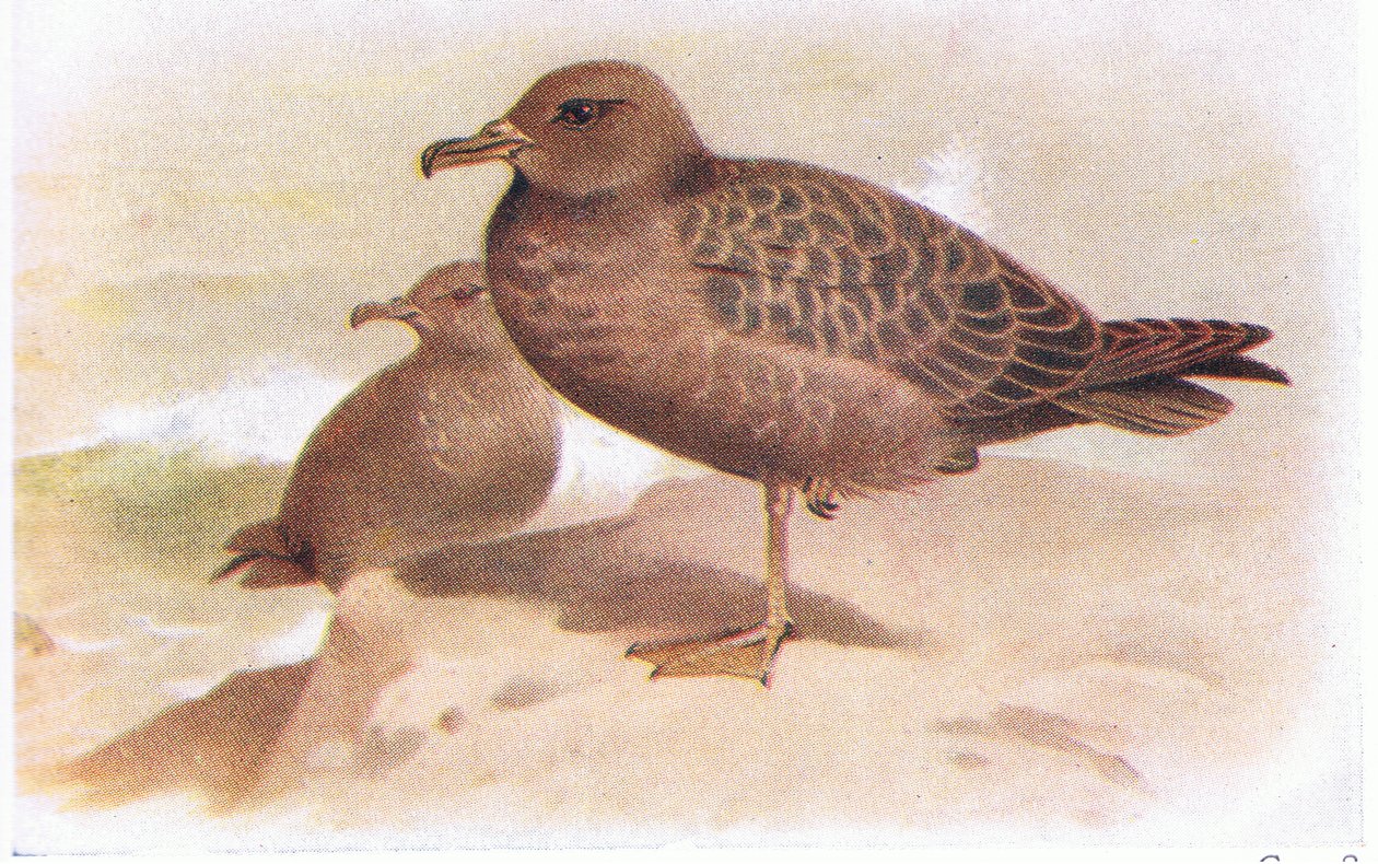 Puffin fuligineux - Archibald Thorburn