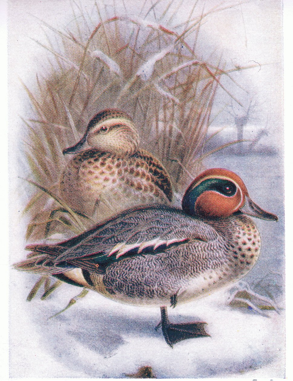 Sarcelle - Archibald Thorburn