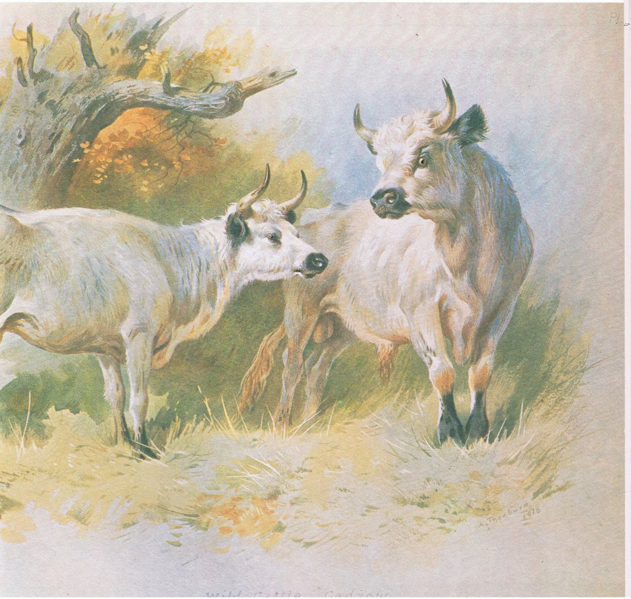 Bétail sauvage, publié par Book Club Associates, 1972 - Archibald Thorburn