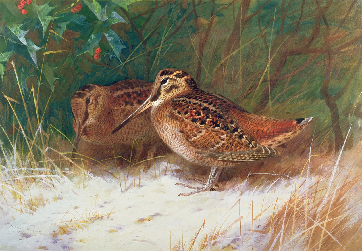 Bécasse dans le sous-bois - Archibald Thorburn