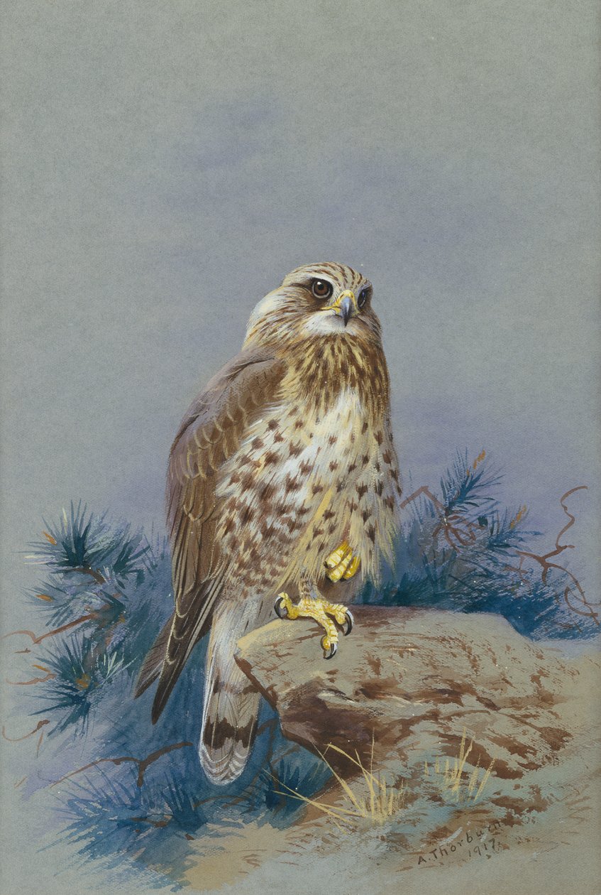 Buse pattue - Archibald Thorburn