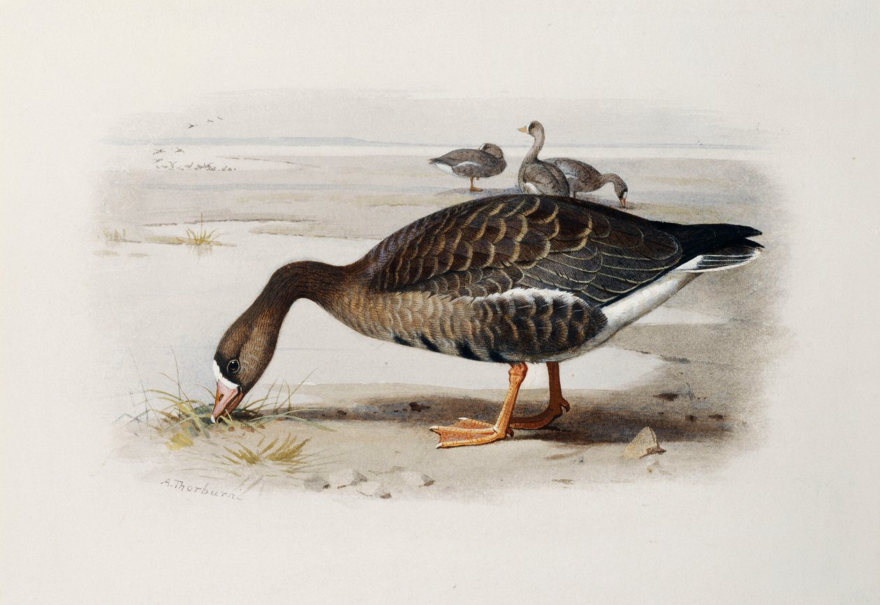 Une Oie à Front Blanc - Archibald Thorburn