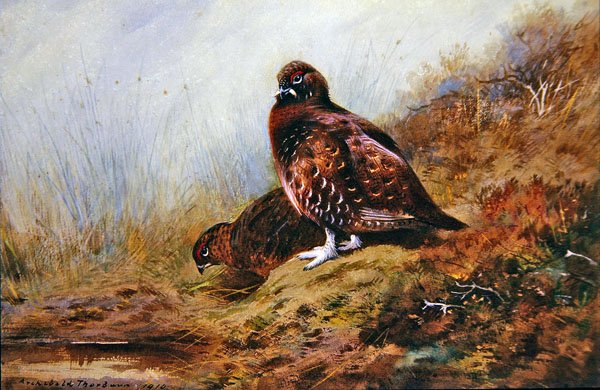 Grouse - Archibald Thorburn