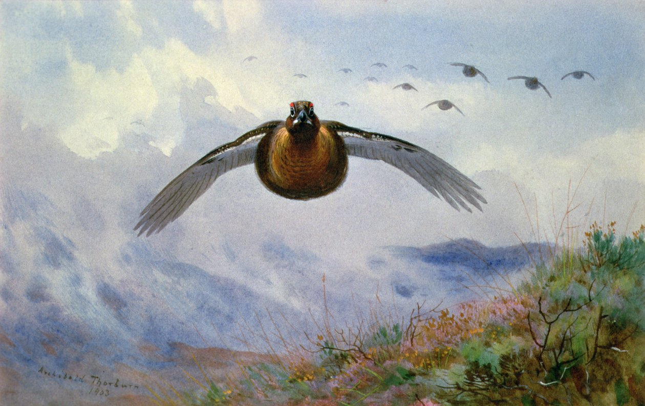 Grouse en vol - Archibald Thorburn
