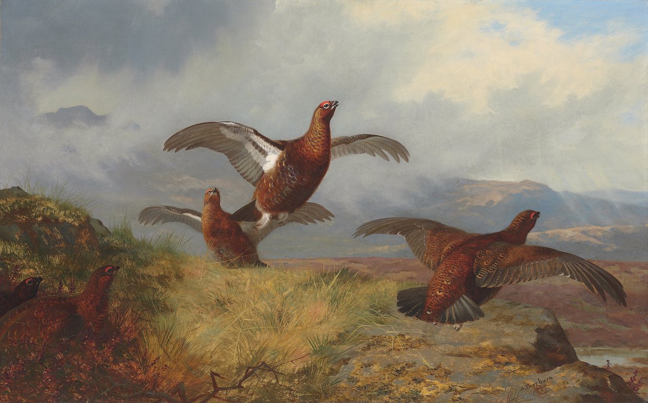 Grouse en vol - Archibald Thorburn