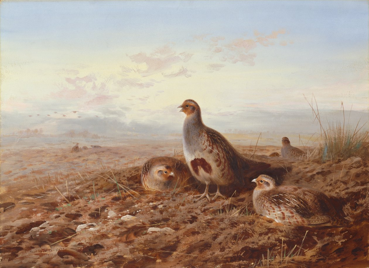Perdrix parmi les chaumes - Archibald Thorburn