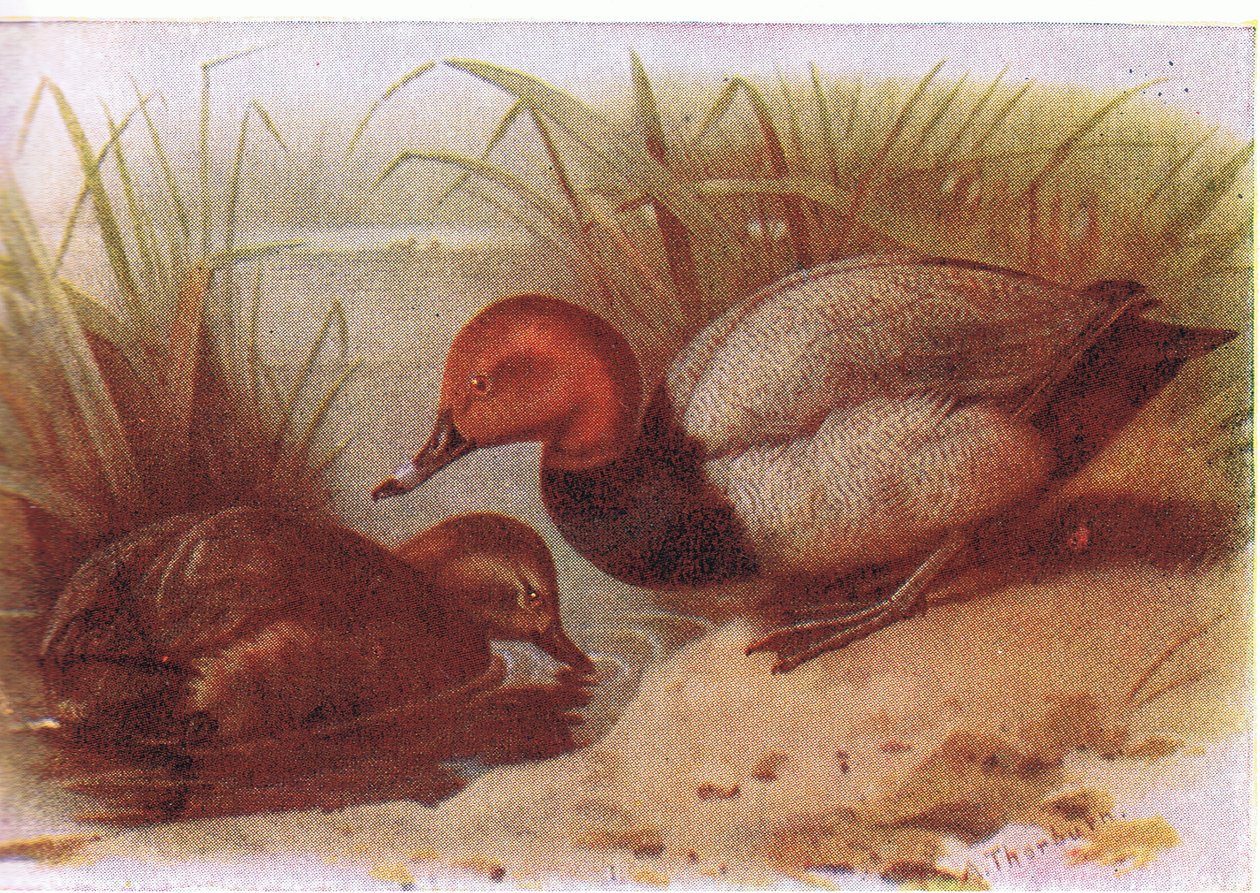 Fuligule milouin - Archibald Thorburn