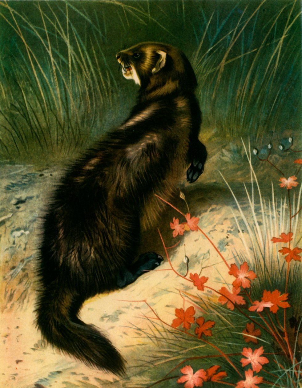 Fouine, vers 1905, 1943 - Archibald Thorburn