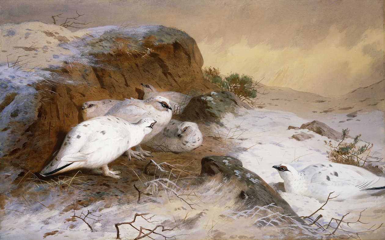 Lagopède dans la neige - Archibald Thorburn