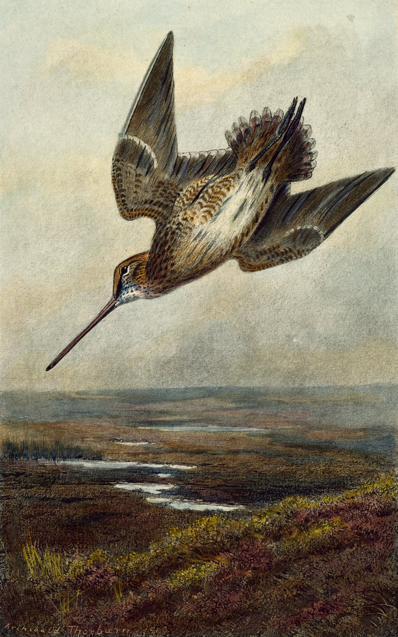 Bécasse - Archibald Thorburn