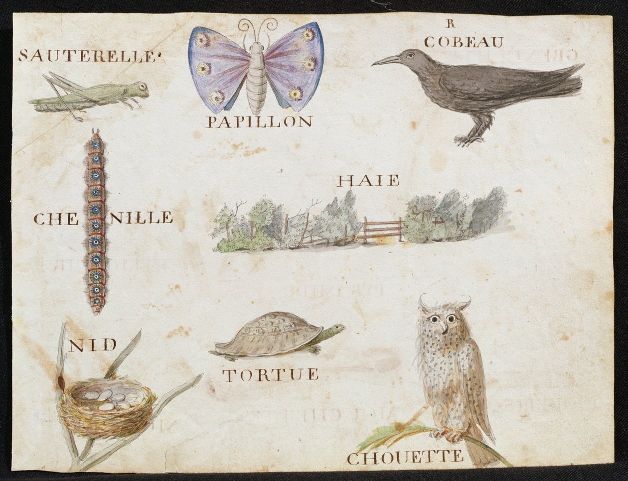 Illustrations du 