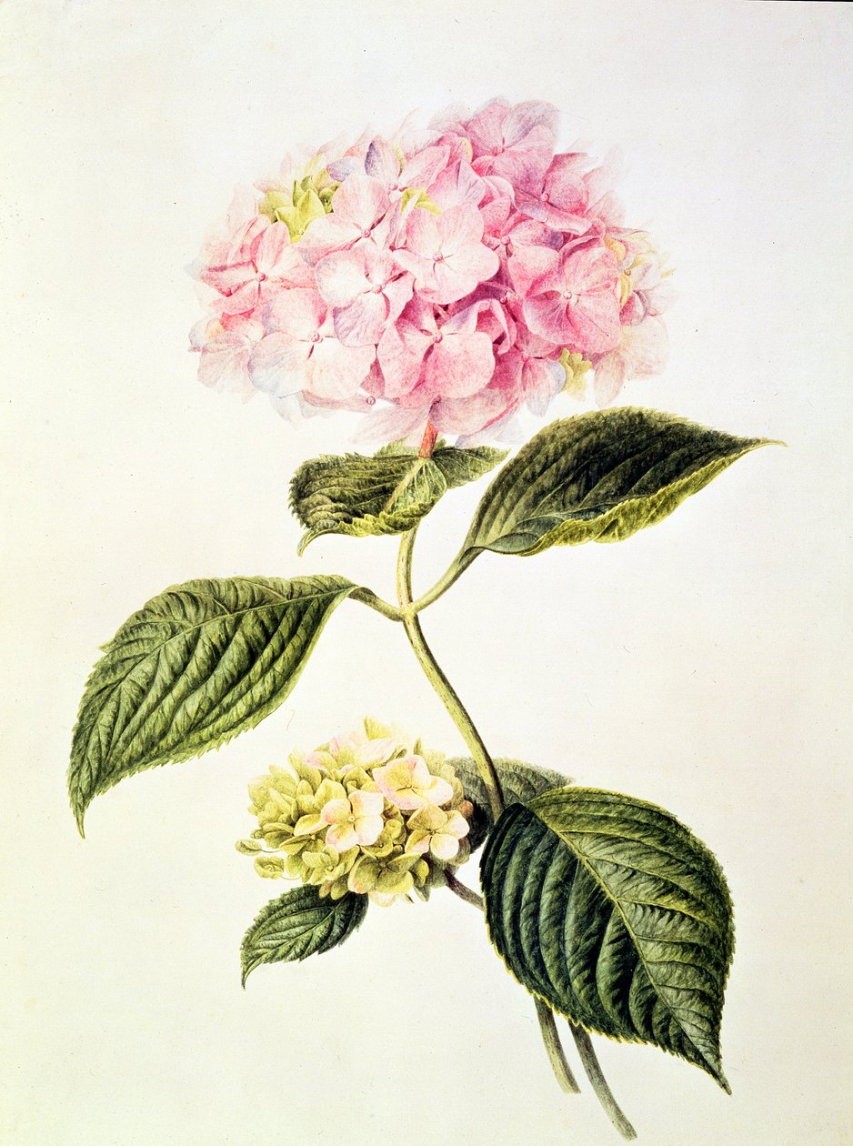 Hydrangea hortensia - Arnoldus Bloemers