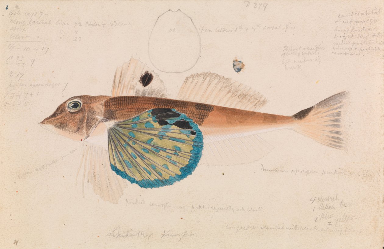 Grondin papillon, Lepidotrigla vanessa - Arthur Bartholomew