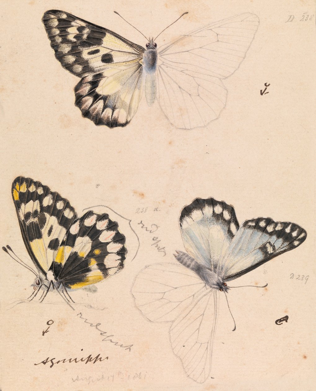 Papillon blanc des bois, Delias aganippe - Arthur Bartholomew