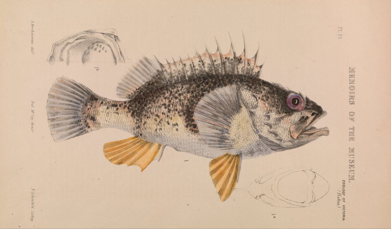 Perche Océanique, Helicolenus percoides - Arthur Bartholomew