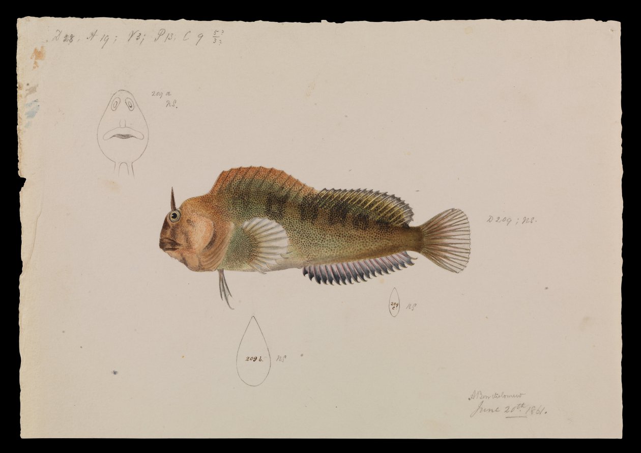 Blennie de Tasmanie, Parablennius tasmanianus - Arthur Bartholomew
