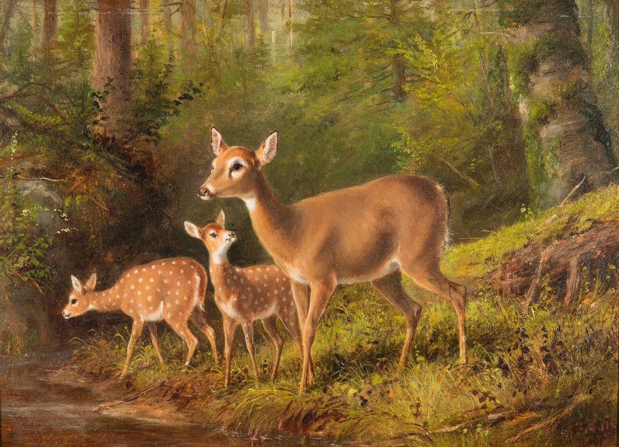 Une biche et deux faons - Arthur Fitzwilliam Tait