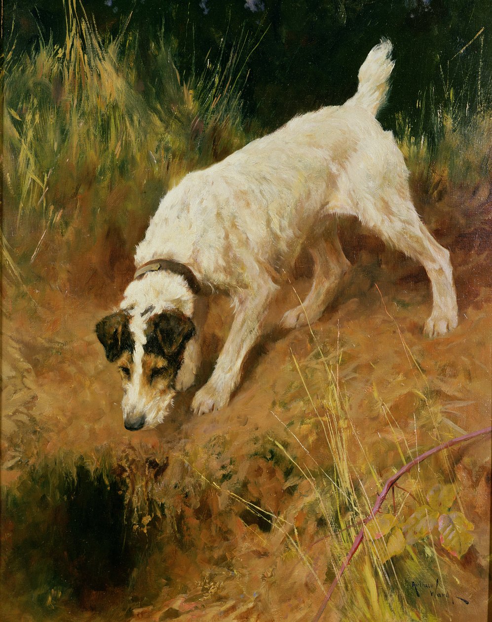 Fox Terrier - Arthur Wardle