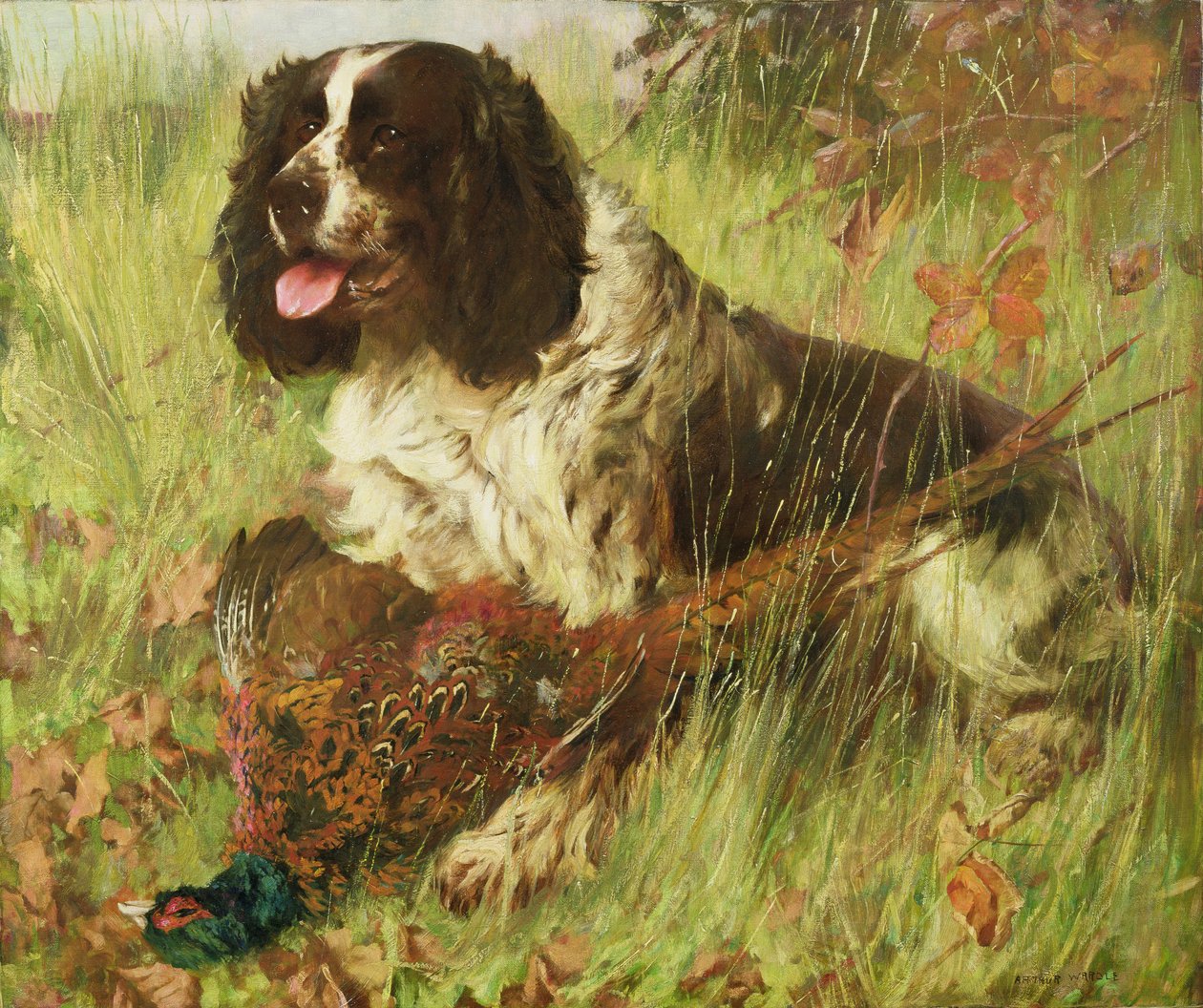 Springer spaniel avec faisan - Arthur Wardle