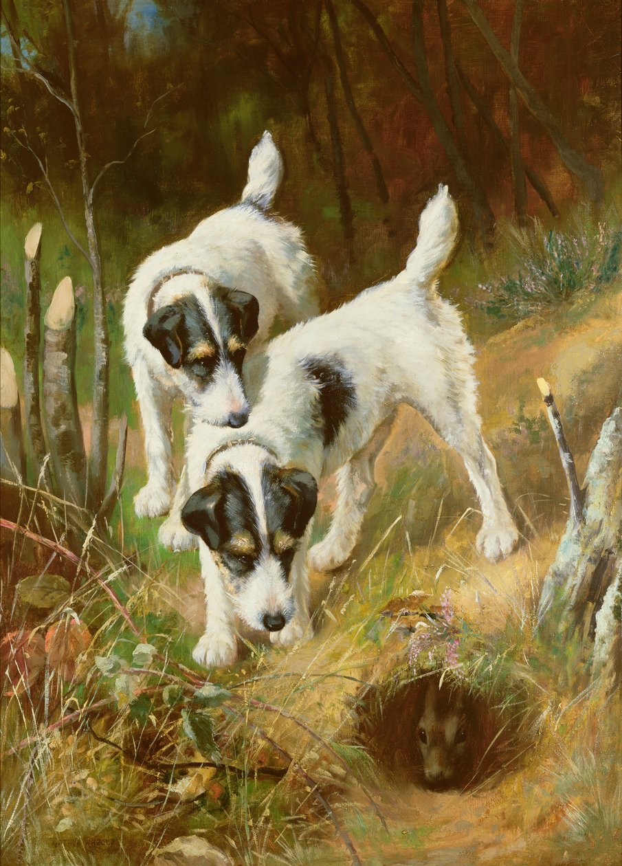 Terriers chassant le lapin - Arthur Wardle