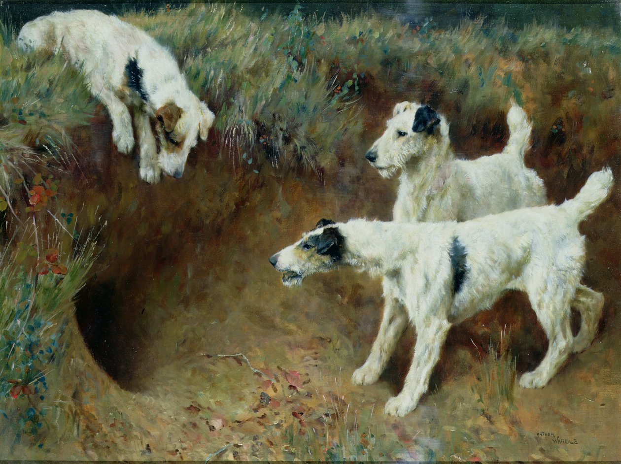 Terriers à poil dur près d