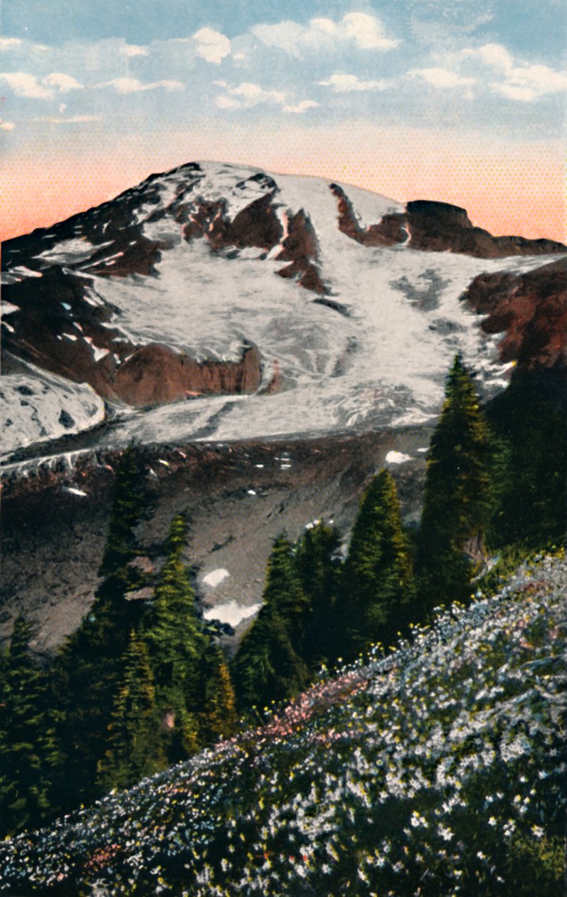 Lys des avalanches, poussant sur le mont Rainier - Asahel Curtis