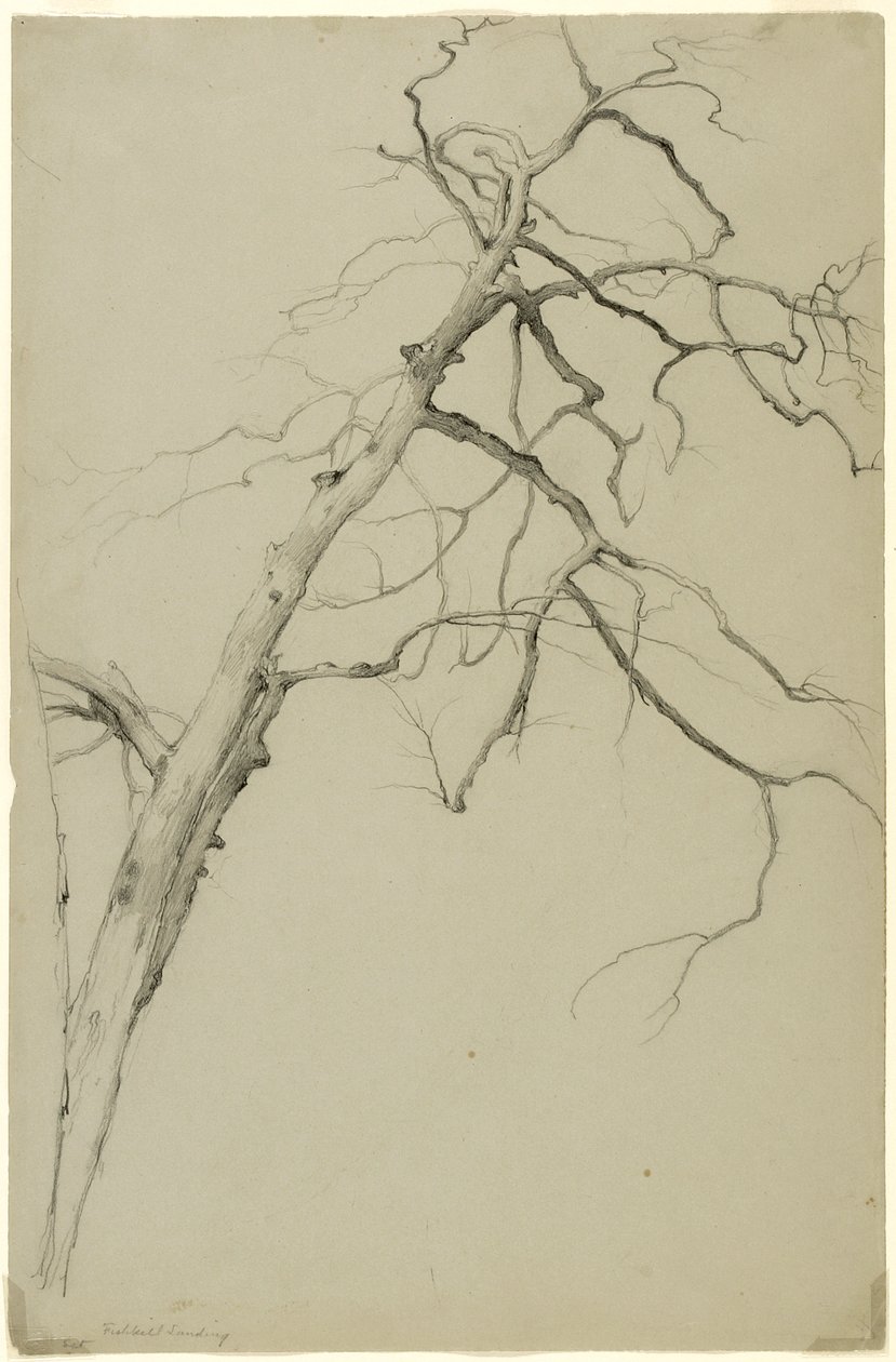Étude de branches d