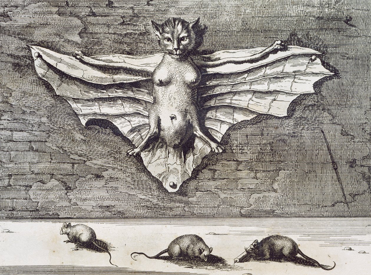 Cattus volans, 1667 - Athanasius Kircher