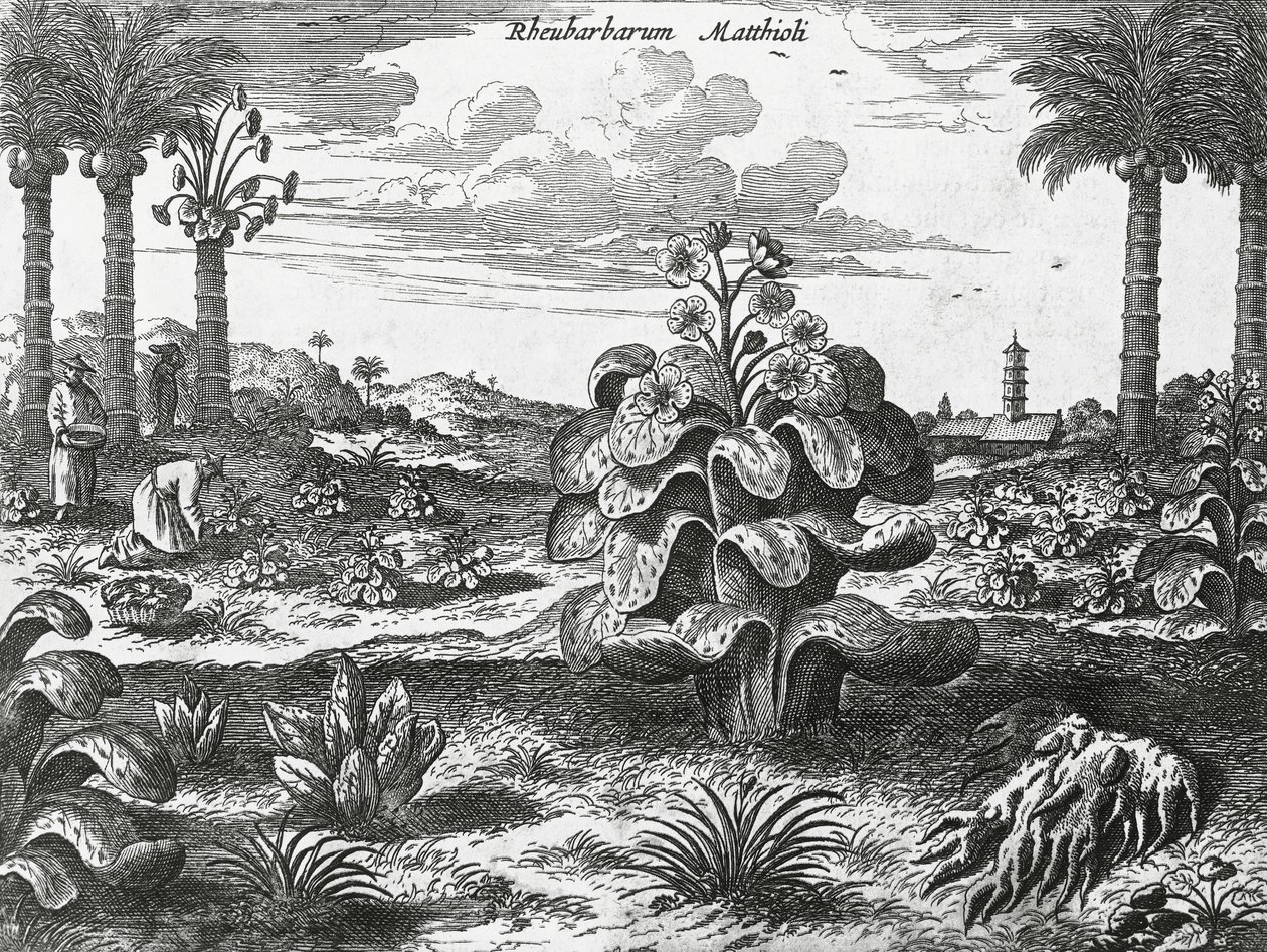 Plante de rhubarbe - Athanasius Kircher