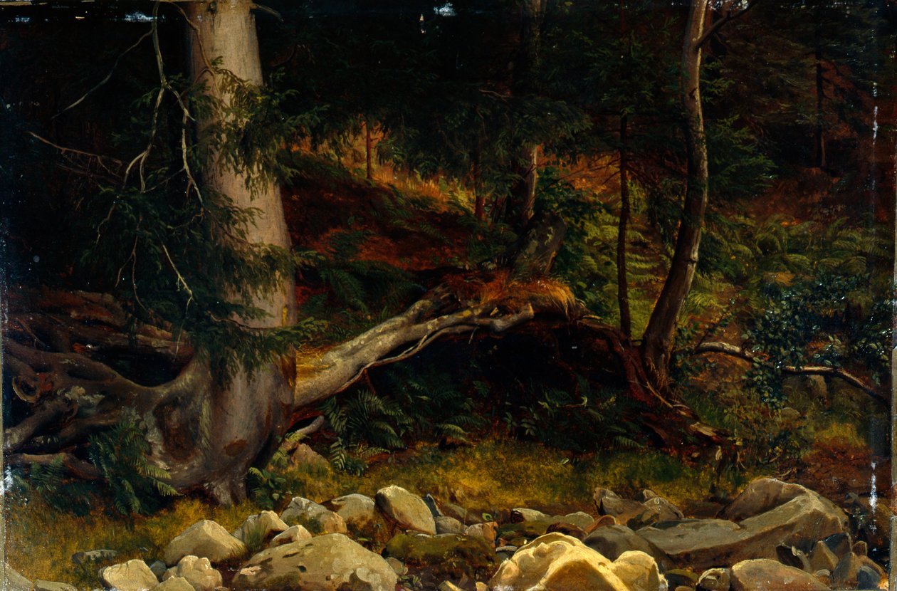 Étude du sol forestier (peinture) - August Cappelen
