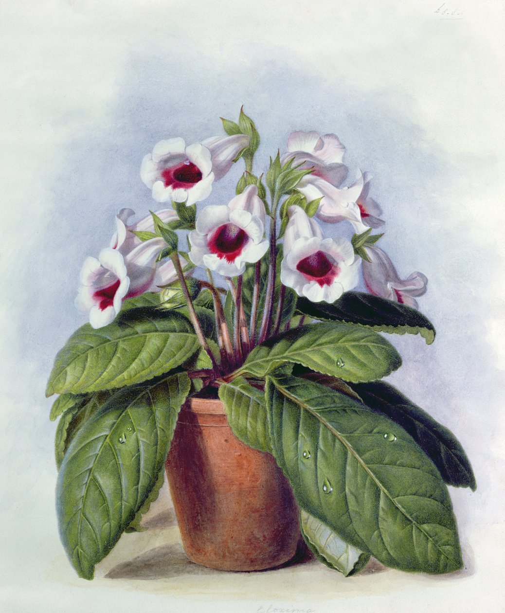 Gloxinia en pot, vers 1860 - Augusta Innes Withers